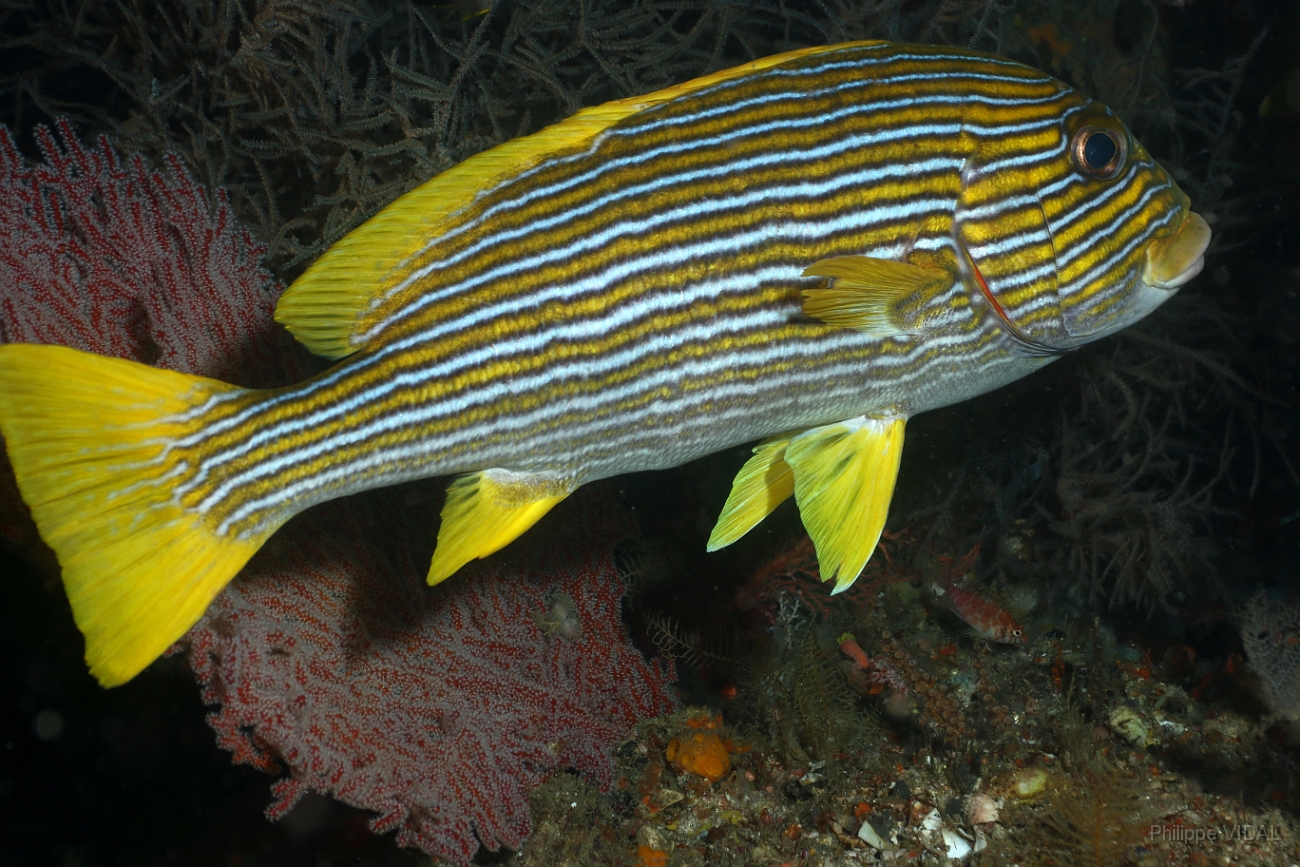 Raja Ampat 2016 - Plectorhinchus Chrysotaenia - Goldstriped sweetlips - Gaterin des celebes - IMG_5260_rc.jpg